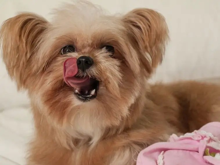 10 Reasons Why Does My Dog Lick Metal? + 5 Tips To Stop