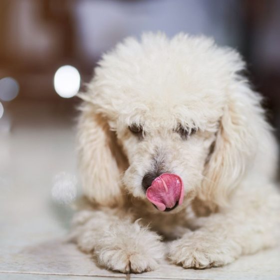 10 Reasons Why Does My Dog Lick Metal? + 5 Tips To Stop