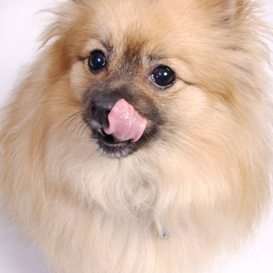 10 Reasons Why Does My Dog Lick Metal? + 5 Tips To Stop