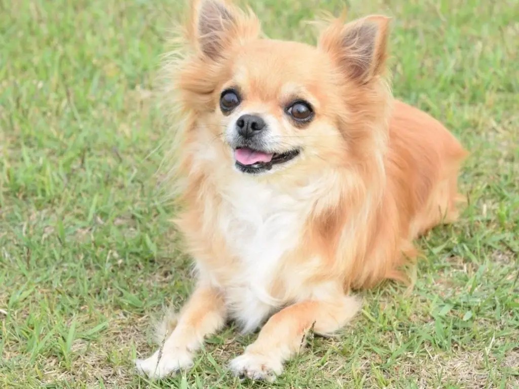 14 Reasons Why Do Dogs Smell When They Come In From Outside? + 5 Tips