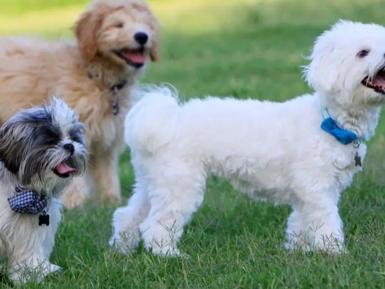 14 Reasons Why Do Dogs Smell When They Come In From Outside? + 5 Tips