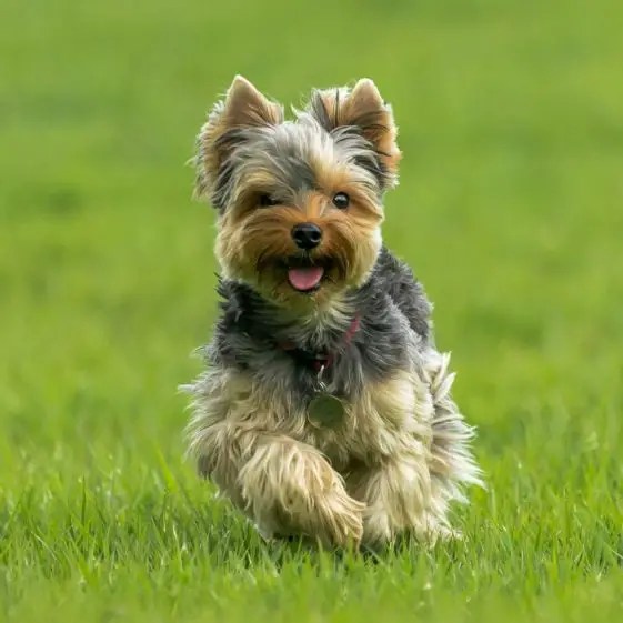 14 Reasons Why Do Dogs Smell When They Come In From Outside? + 5 Tips