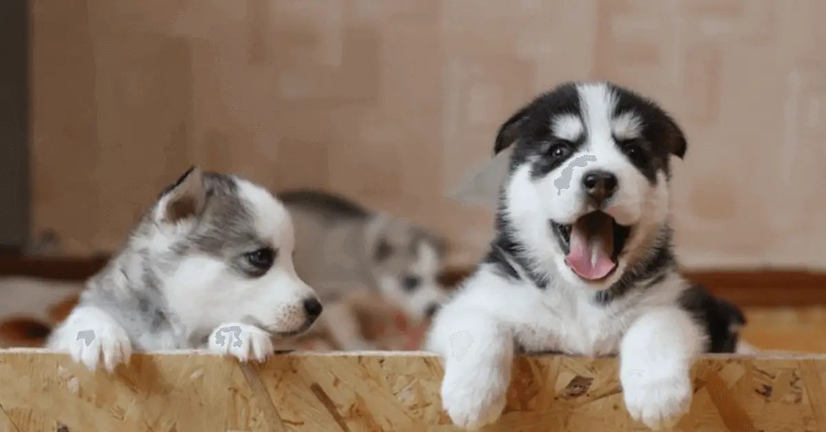 7 Reasons Why Do Dogs' Paws Turn Black? + 5 Ways To Prevent This