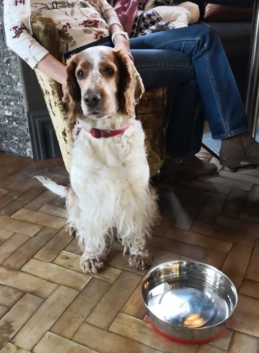 Best Dog Friendly Places for a Pint in Carlisle The Halston Hotel