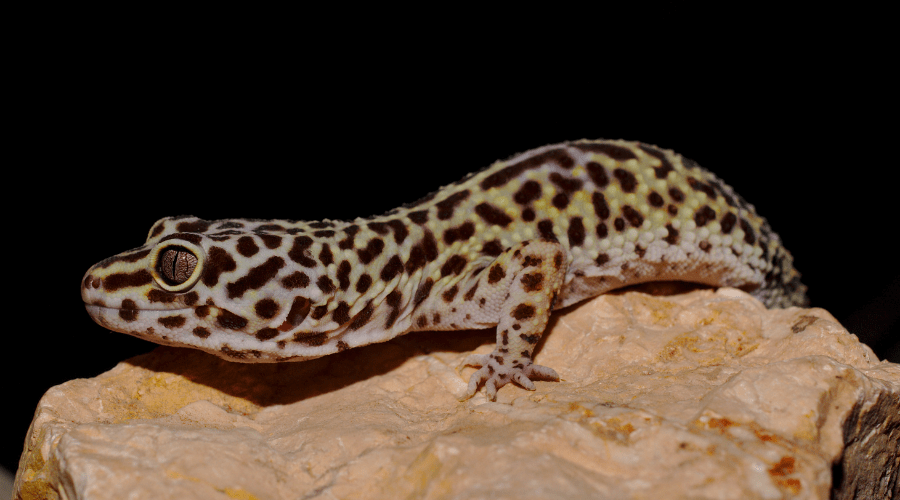 How Long Do Leopard Geckos Live?(In Captivity & Wild) The Hamny