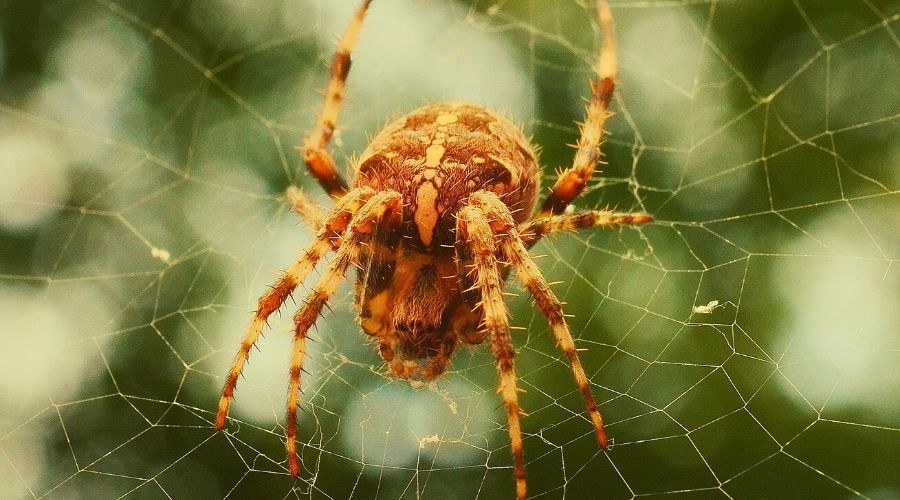 How Long Do Spiders Live (Do Females Kill the Males?) The Hamny