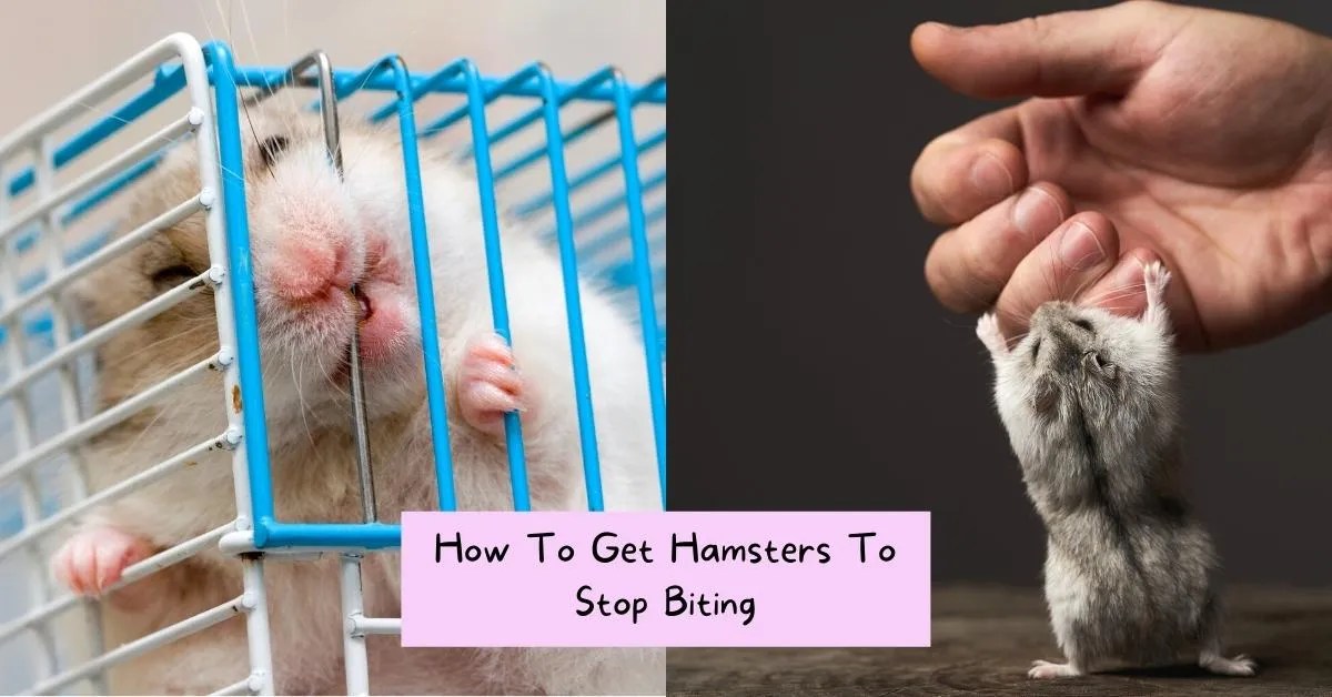 Can Hamster Bites Harmful at Ralph Fagan blog