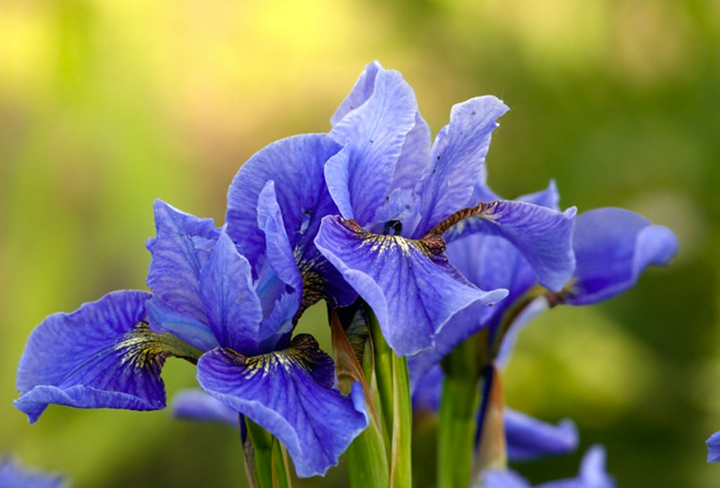 Los botánicos con mayores beneficios que debes buscar en tus productos de skincare - iris
