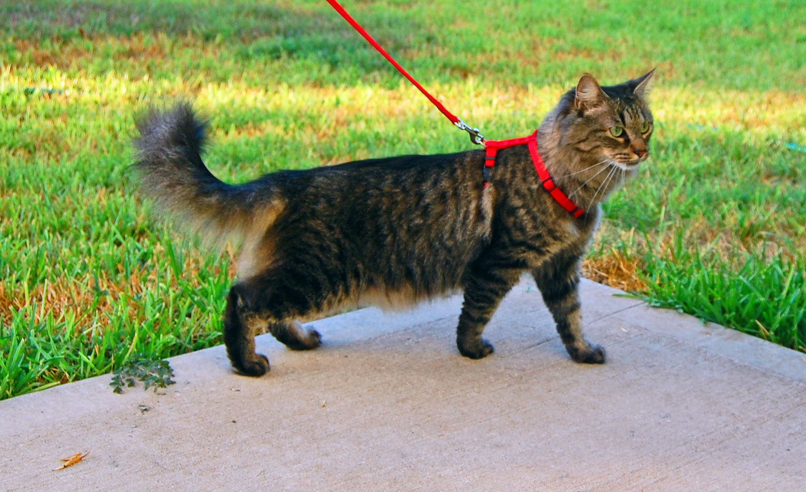 How to Train Your Cat to Walk on a Harness The Happy Beast