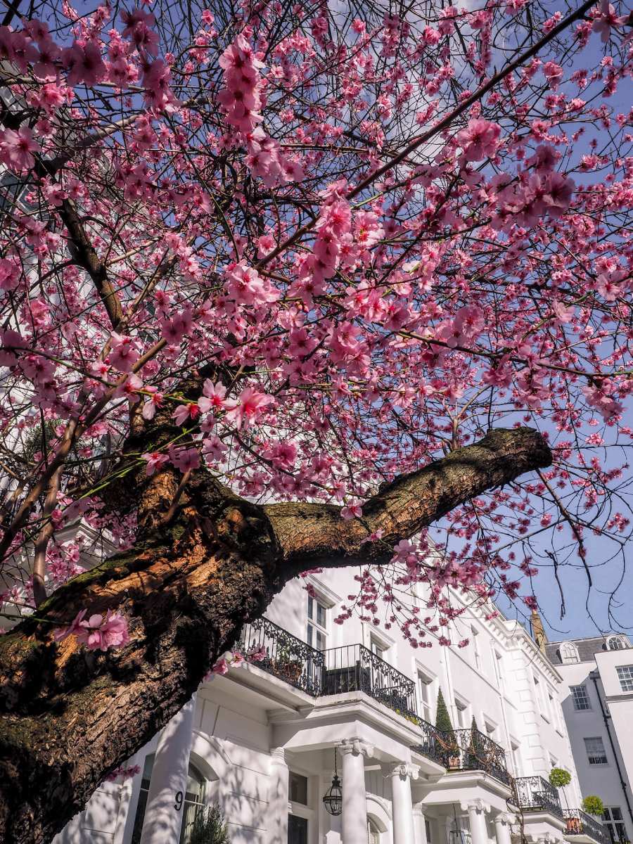 Early spring blossom in London A Guide The Happy Kamper