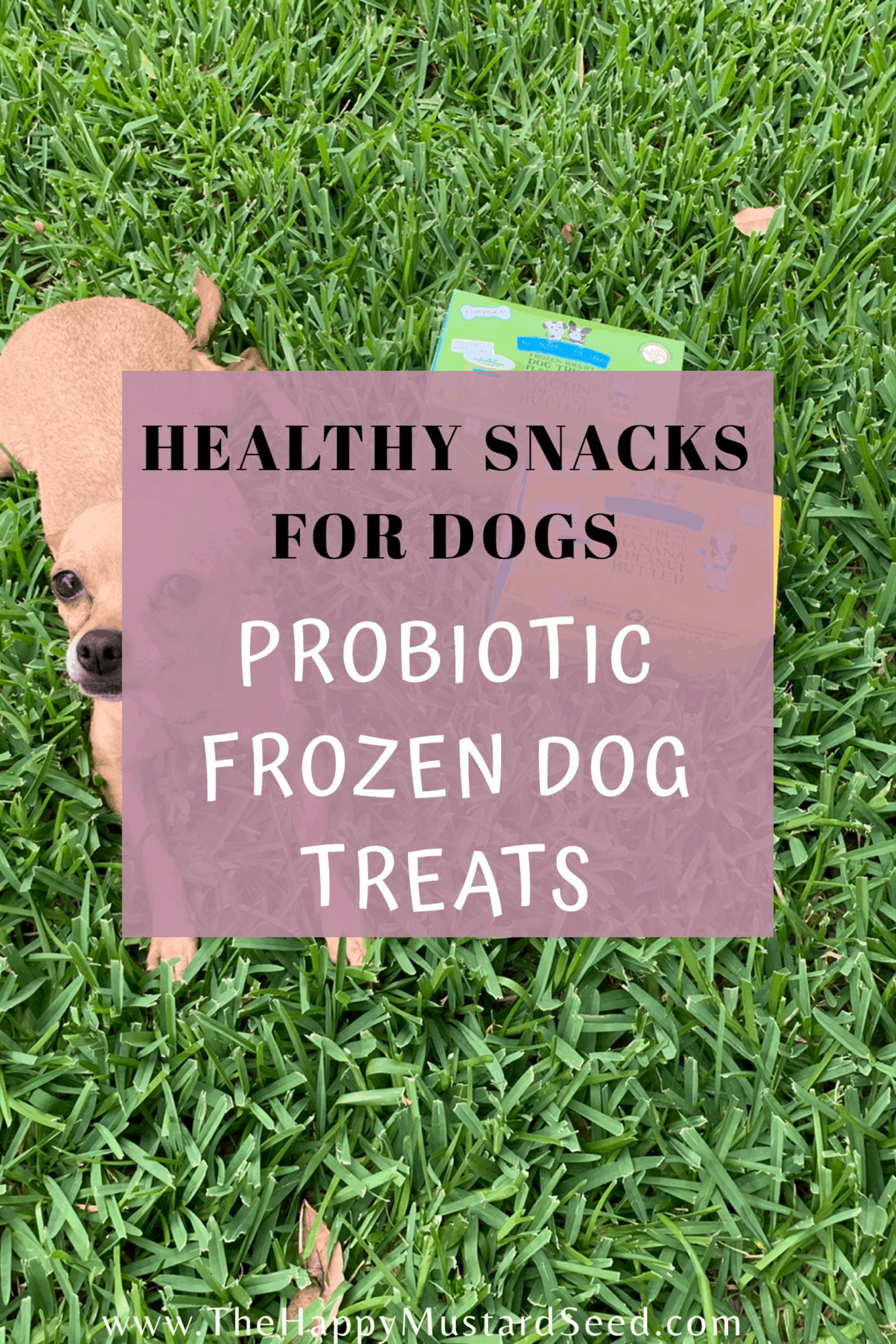 Healthy Snacks For Dogs Probiotic Frozen Dog Treats The Happy