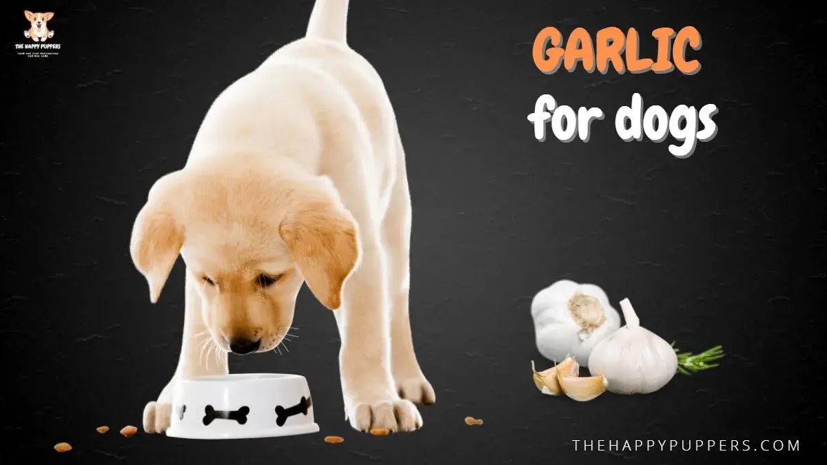 Garlic for dogs the complete guide The Happy Puppers