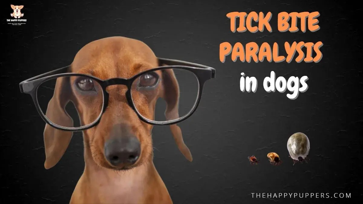 Tick bite paralysis in dogs The Happy Puppers
