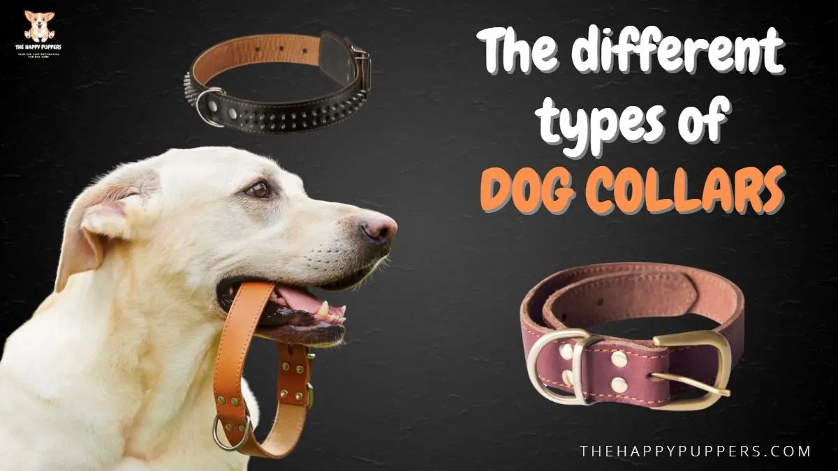 Types of Dog Collars for Training and Use The Happy Puppers