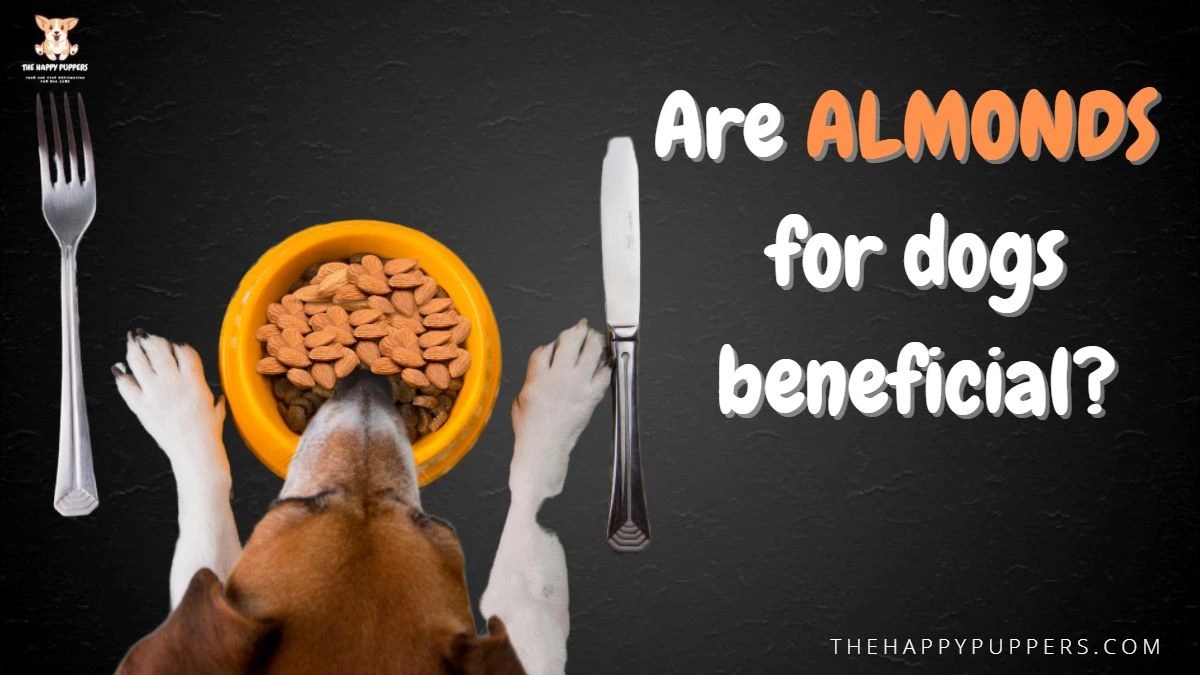 Almonds for dogs are they beneficial? The Happy Puppers