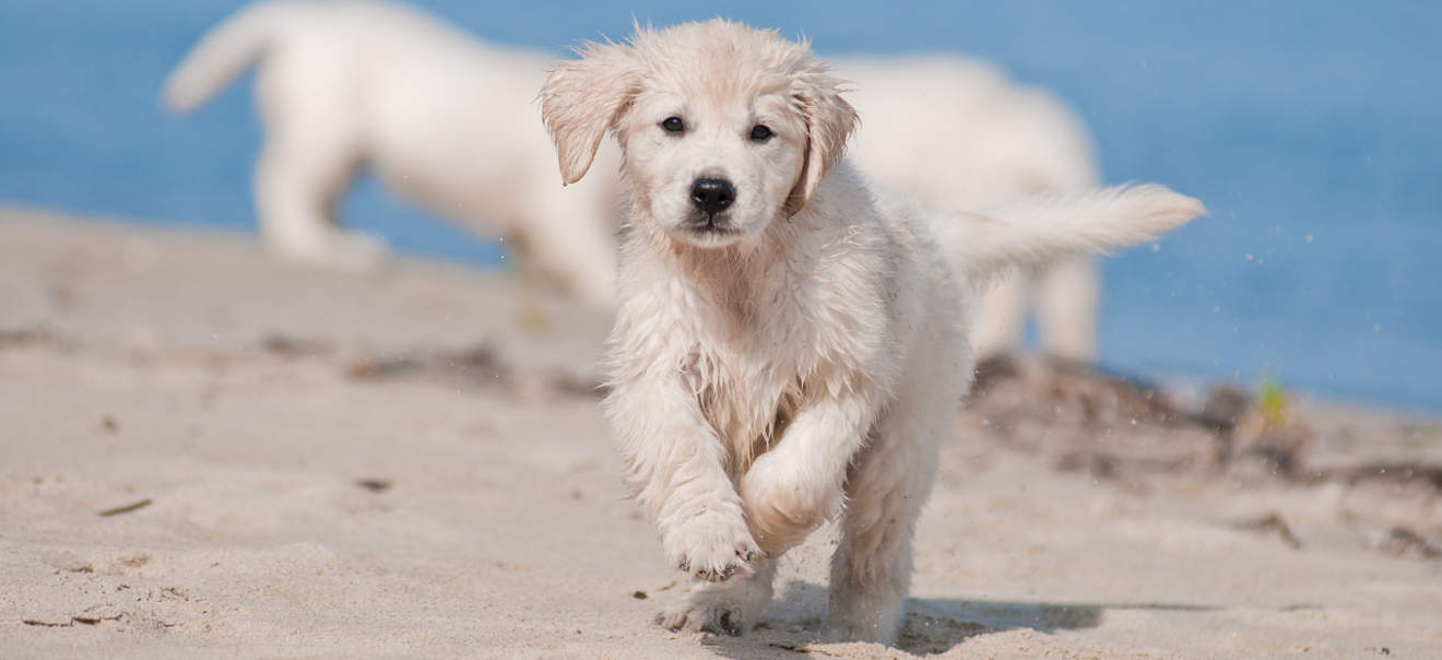 Puppy Exercise Requirements The Happy Puppy Site