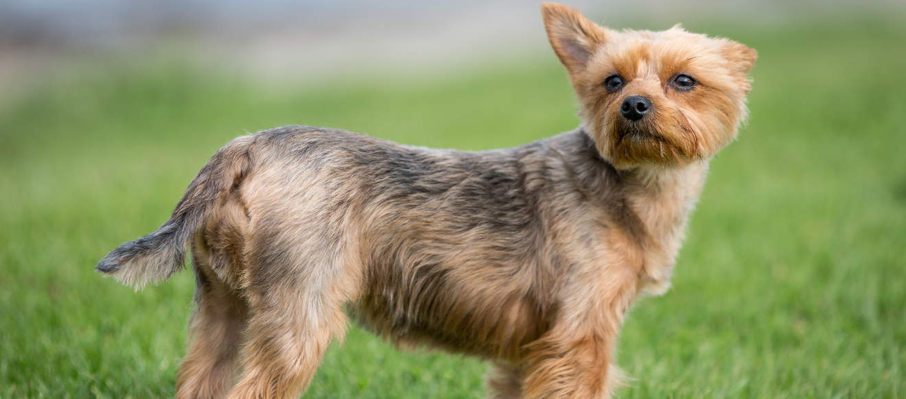 Which breed of puppy The Yorkshire Terrier