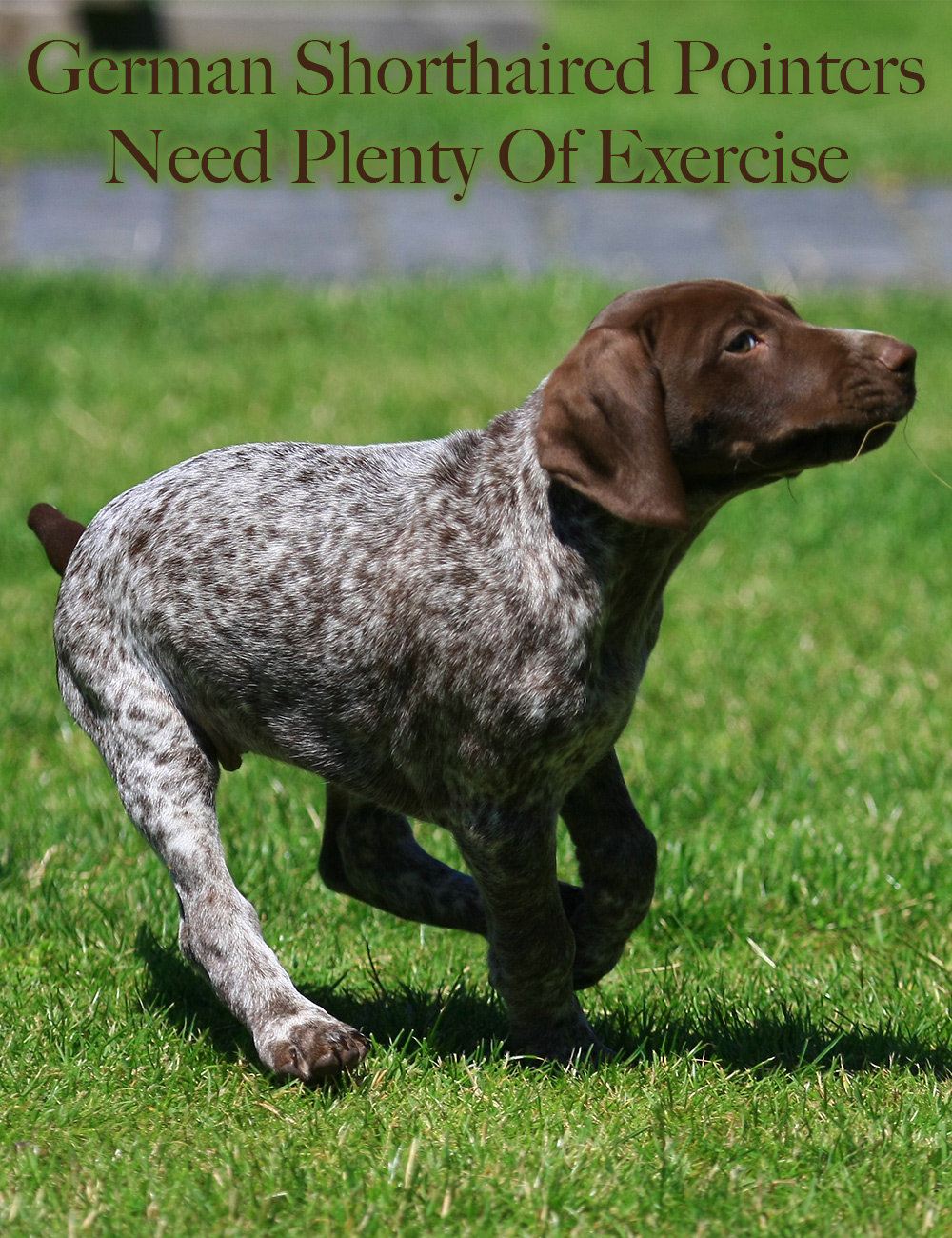German Shorthaired Pointer The Happy Puppy Site