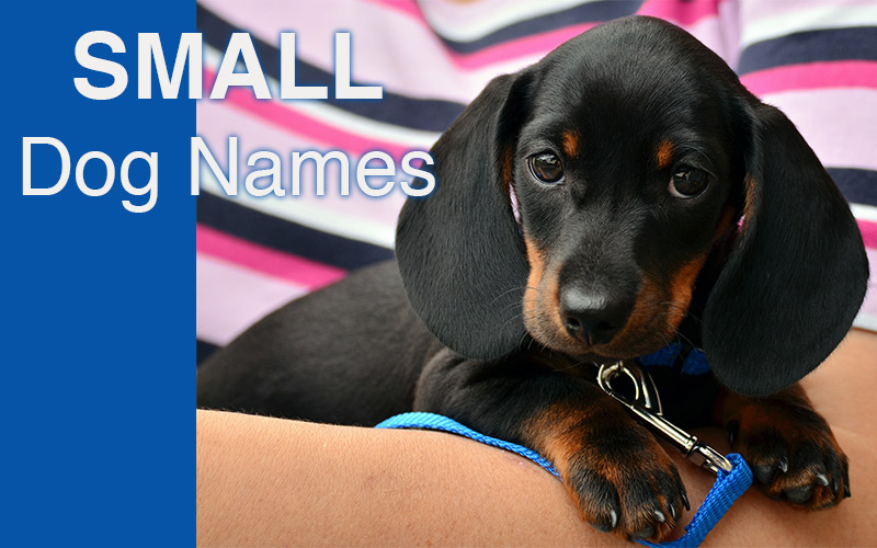 Dog Names Great Ideas For Naming Your Puppy The Happy Puppy Site