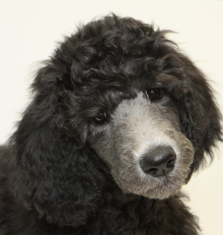 Standard Poodle Information A Complete Guide To An Intelligent Dog
