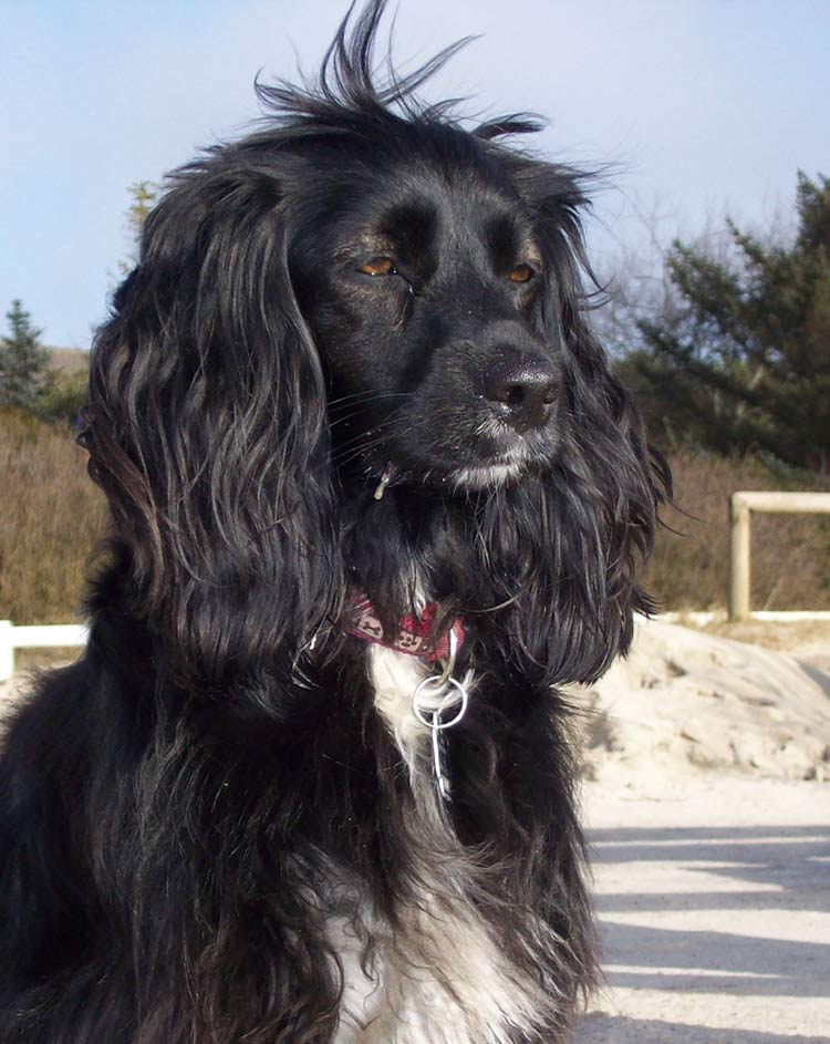 Sporting Dogs A Guide To Our Hunting Dogs And Gundog Breeds