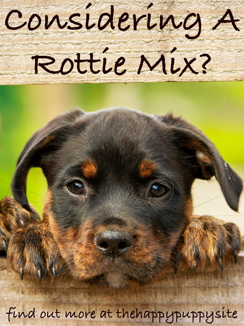 German Shepherd Rottweiler Mix Breed Facts/Information