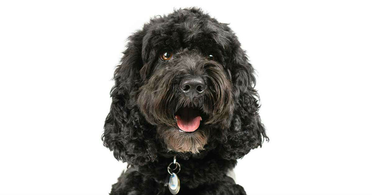 Top 10 how to train a cockapoo puppy You Need To Know