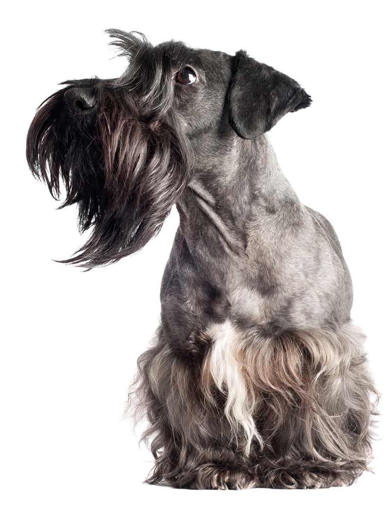 Why Do Dogs Have Long Hairs On Their Eyebrows