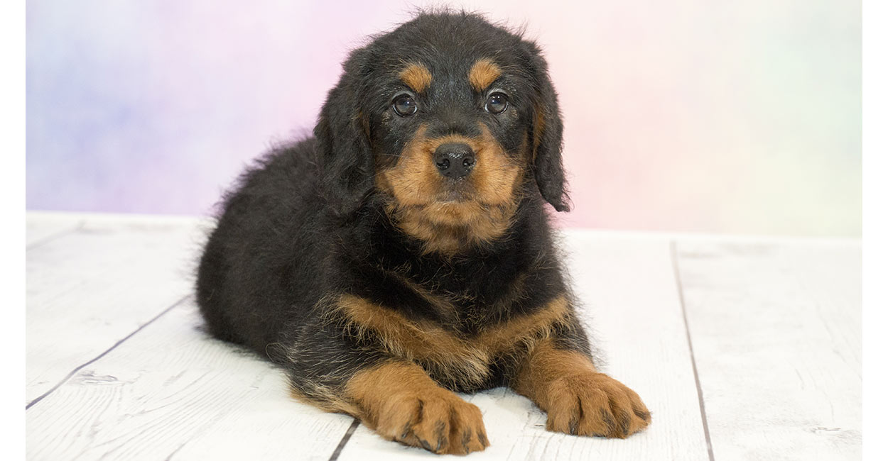 Rottle Ti sei innamorato del Rottweiler Poodle Mix? Rencana