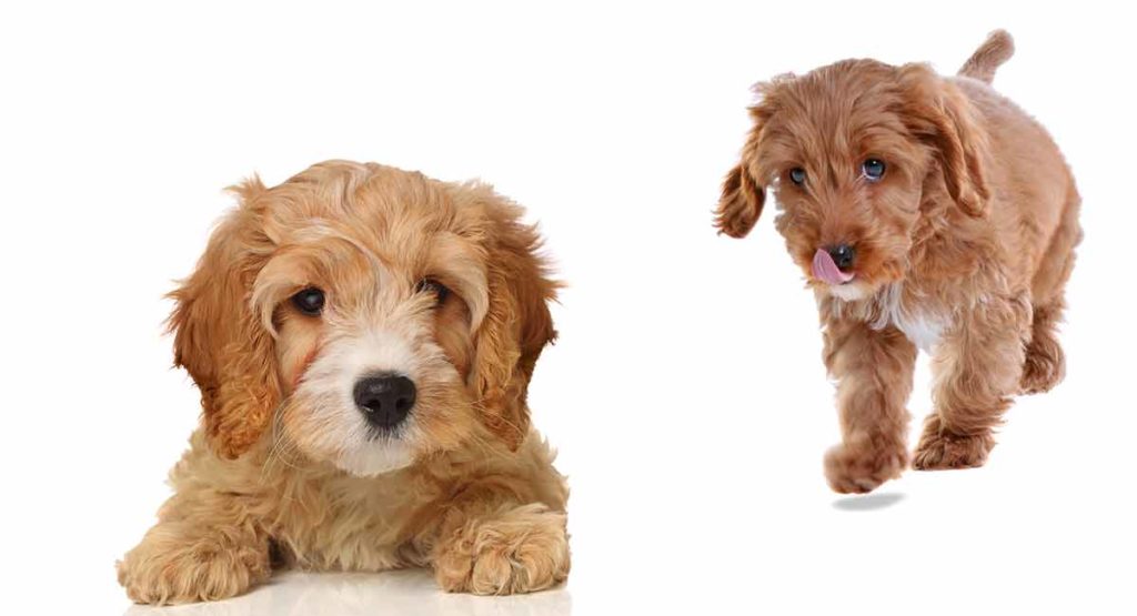 Cavapoo versus Cockapoo Key Similarities and Differences