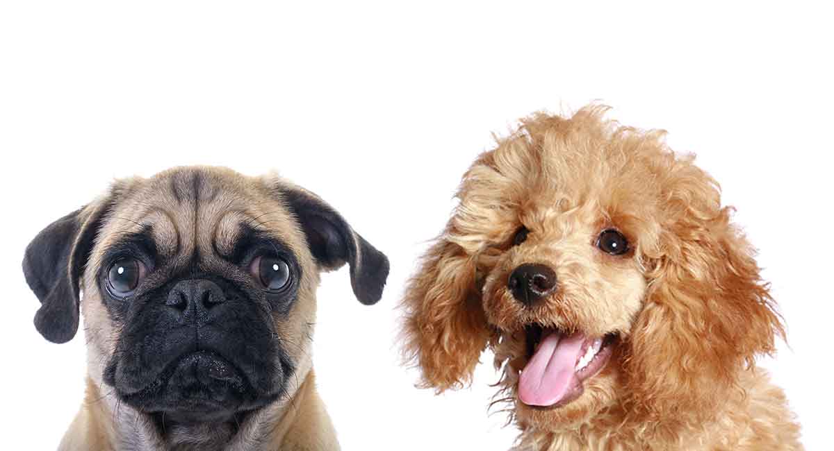 Pugapoo Der Mopspudel Mischling Mex Alex