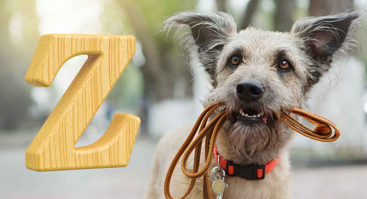 Dog Names That Start With Z Unusual Names for Your New Dog