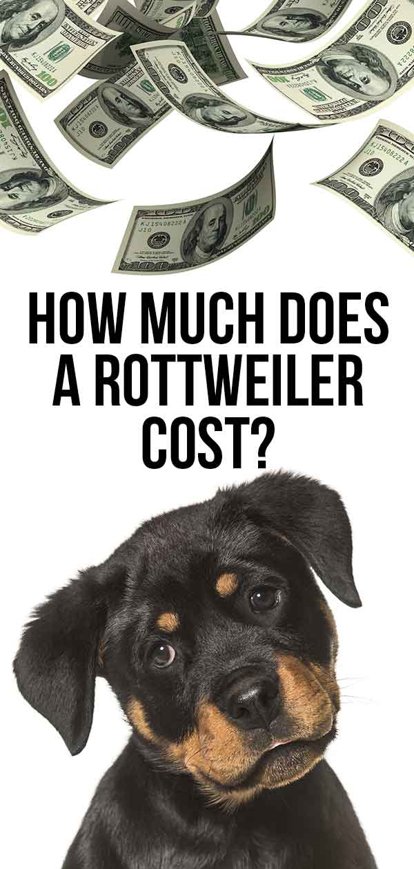 How Much Does A Rottweiler Cost From Puppy Buying To Raising A Dog