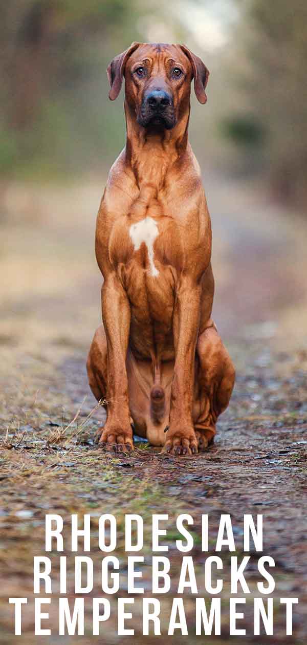 Rhodesian Ridgeaback Temperament Do You Know The Habits Of This Loyal