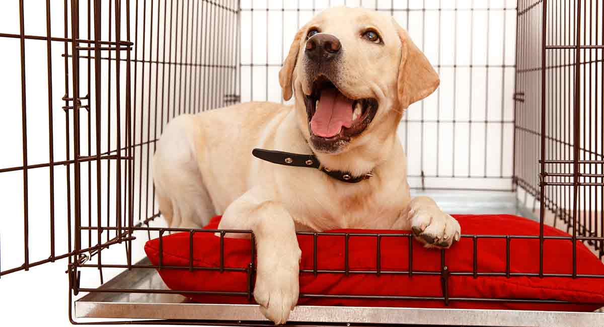 Dog Crate Size For Labrador Puppy Uk at Kathy Sisemore blog