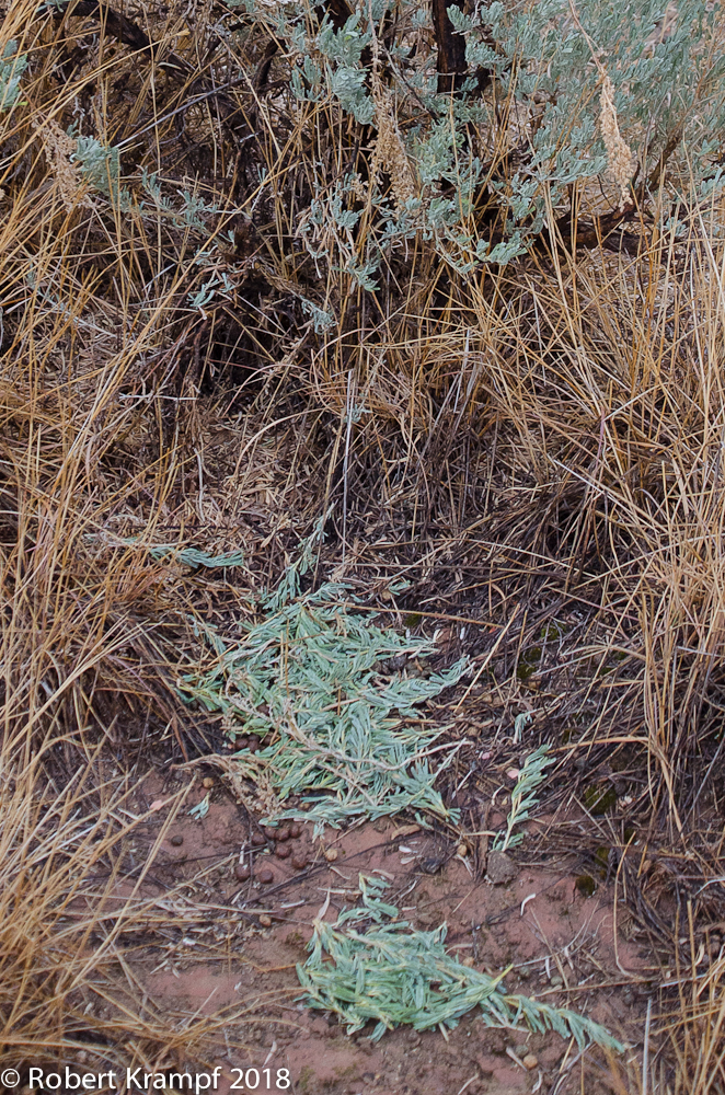 Something snipping sagebrush twigs Utah Wildlife Forum