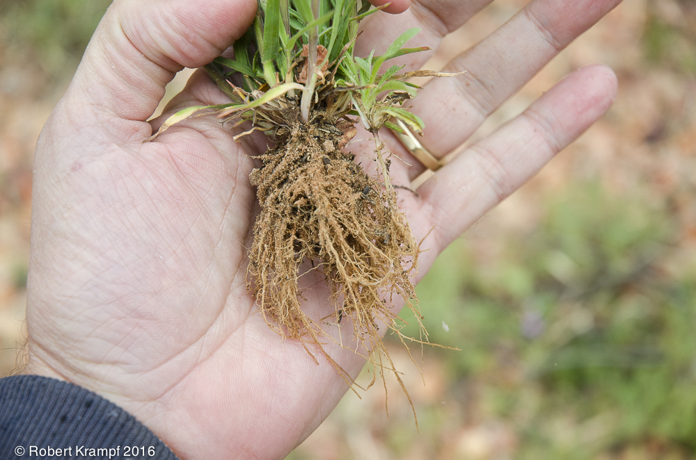 Review Plants7 The Happy Scientist