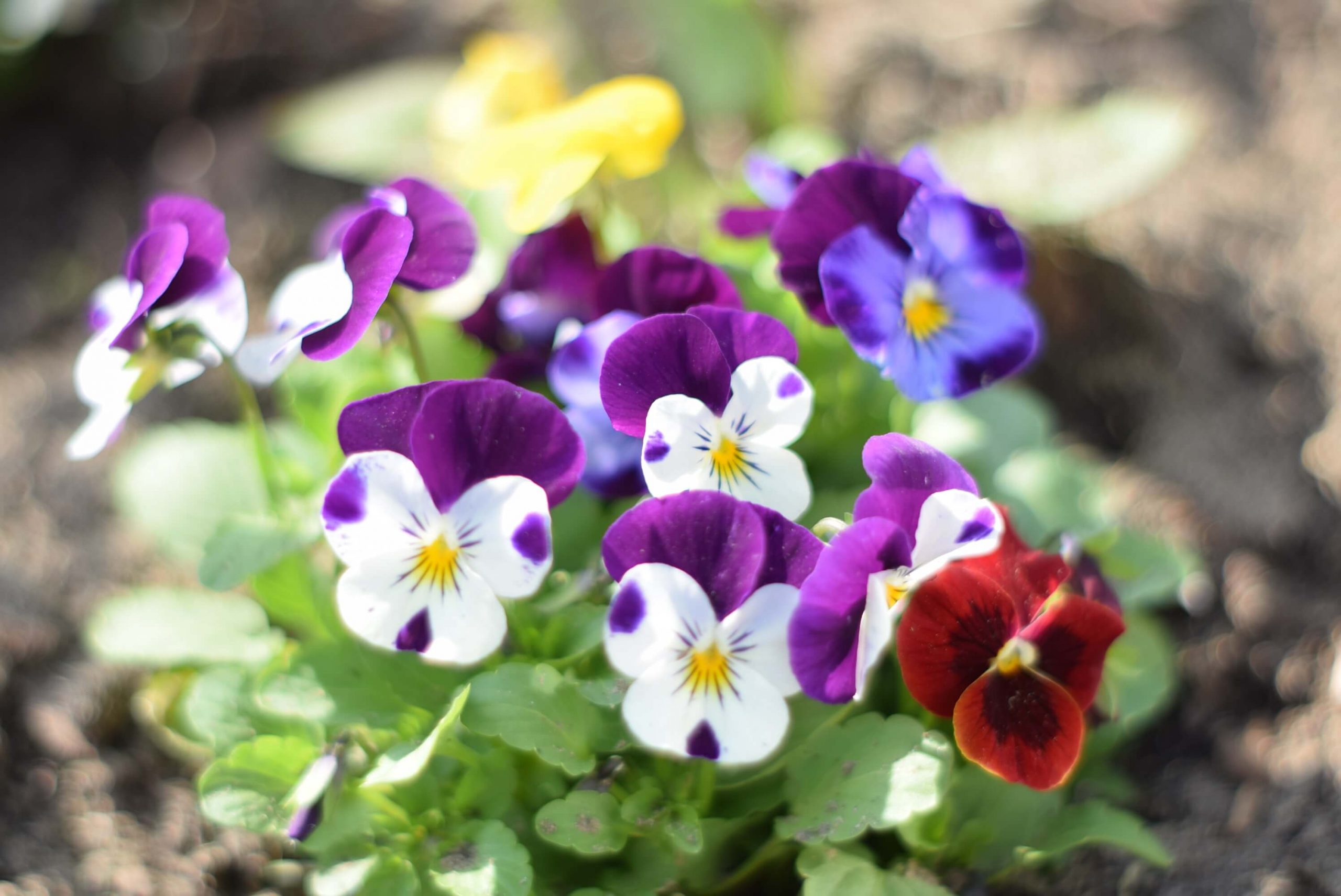 10 Edible flowers to use this summer the Haven of Rest