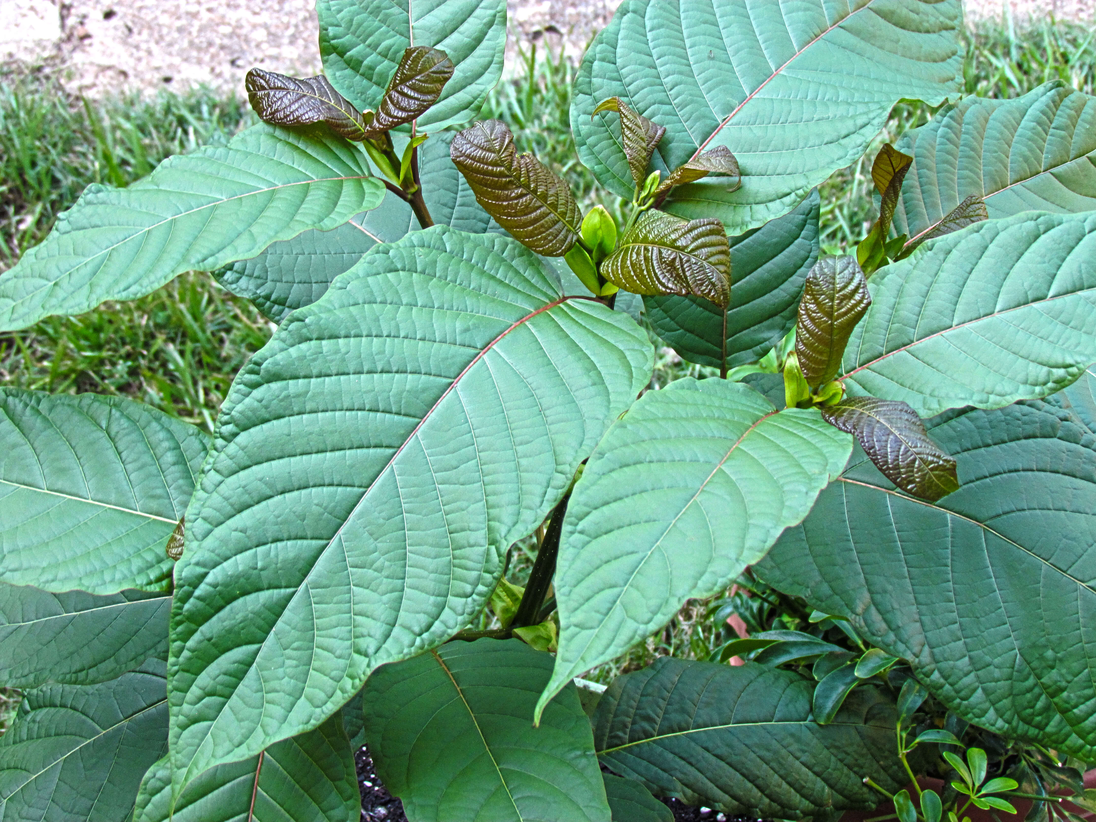 What is Kratom? Headed West
