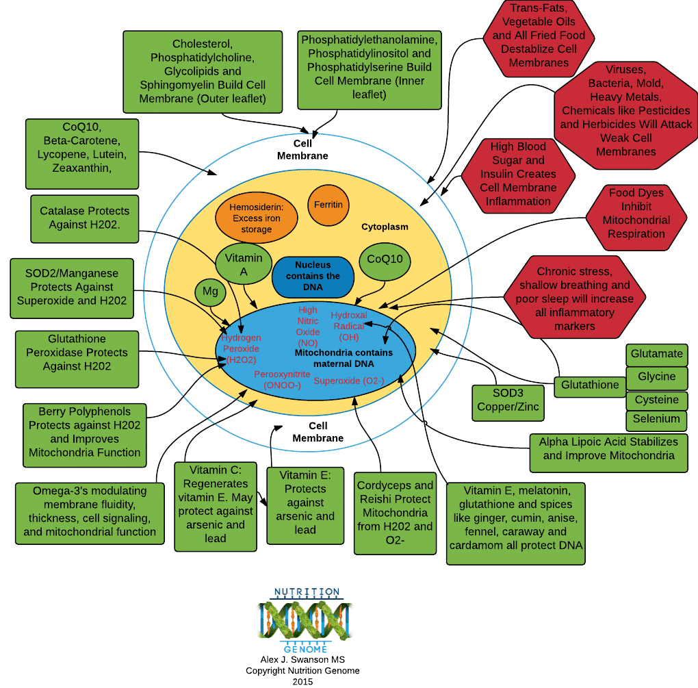 The Best Nutrition Support During Chemotherapy TheHealthBeat