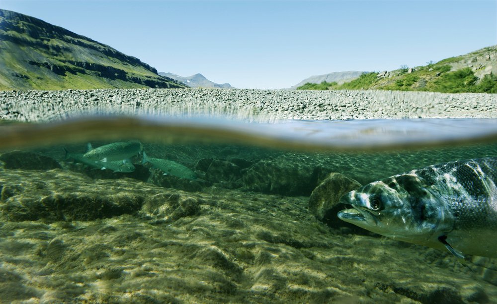 How Diet and Environment Affect Farmed and Wild Fish The Healthy Fish