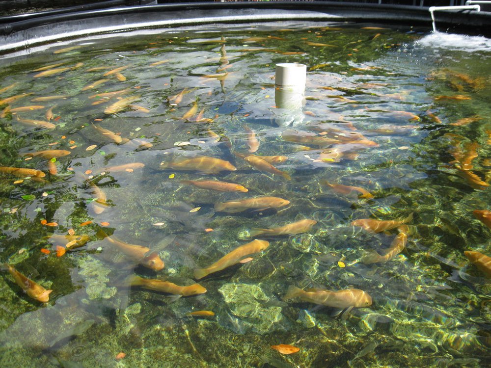 [PDF] Tilapia Fish Farming Tilapia Fish Farming Practices Free