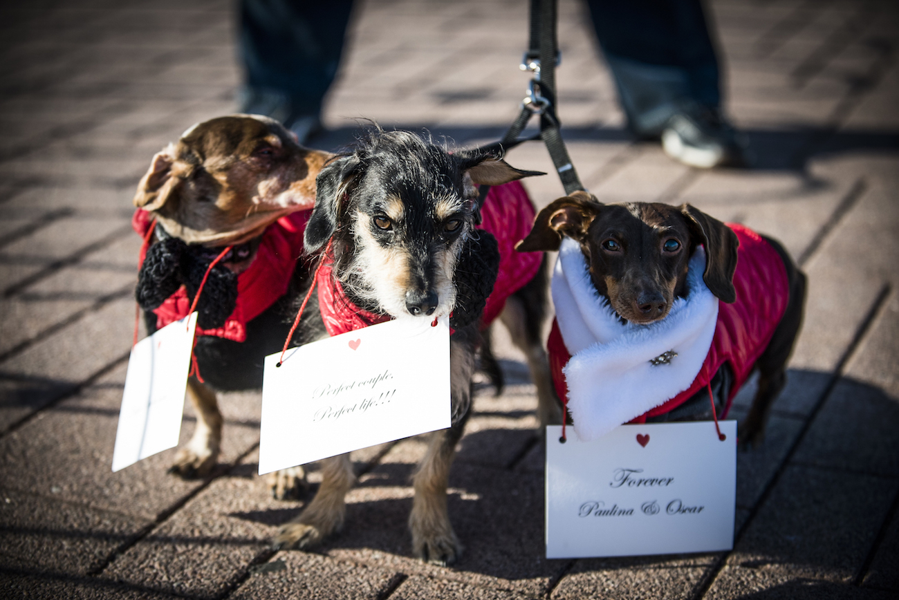 How To Propose Using Dogs The Heart Bandits The World's Best