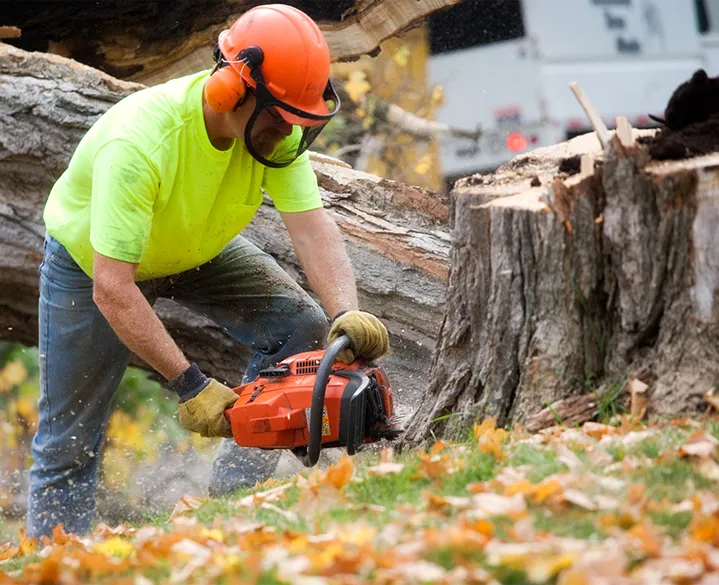Tree Service Alexandria VA Tree Trimming & Removal Experts