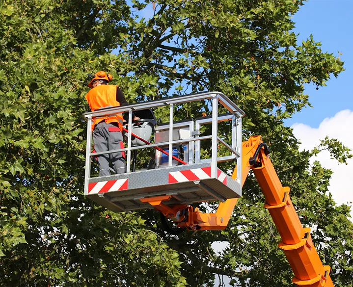 Tree Service Alexandria VA Tree Trimming & Removal Experts