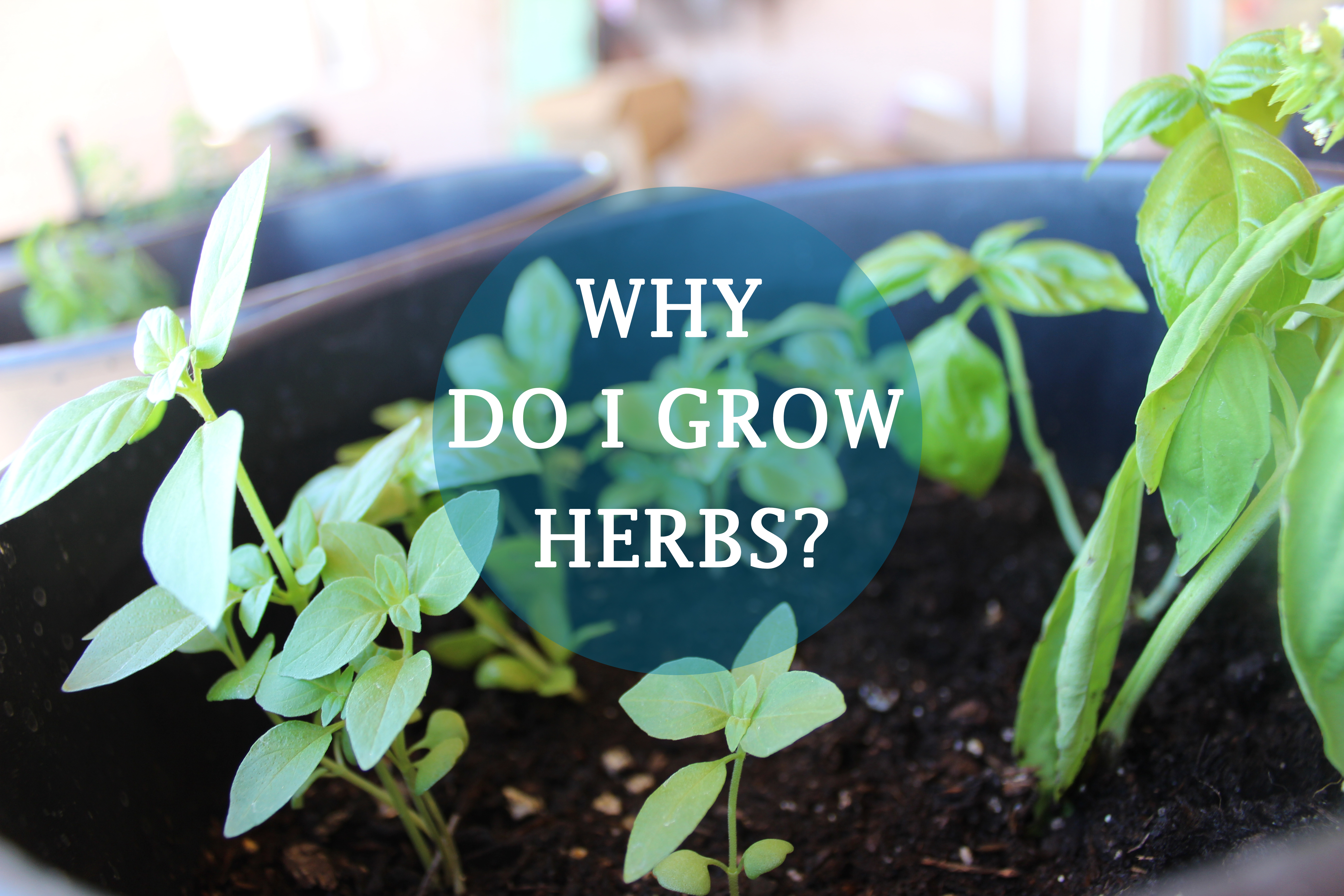 Why do I Grow Herbs? The Hen That Roared