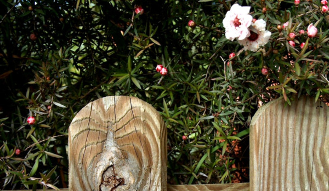 How to Create a Reflection Garden in 4 Steps Herbal Academy