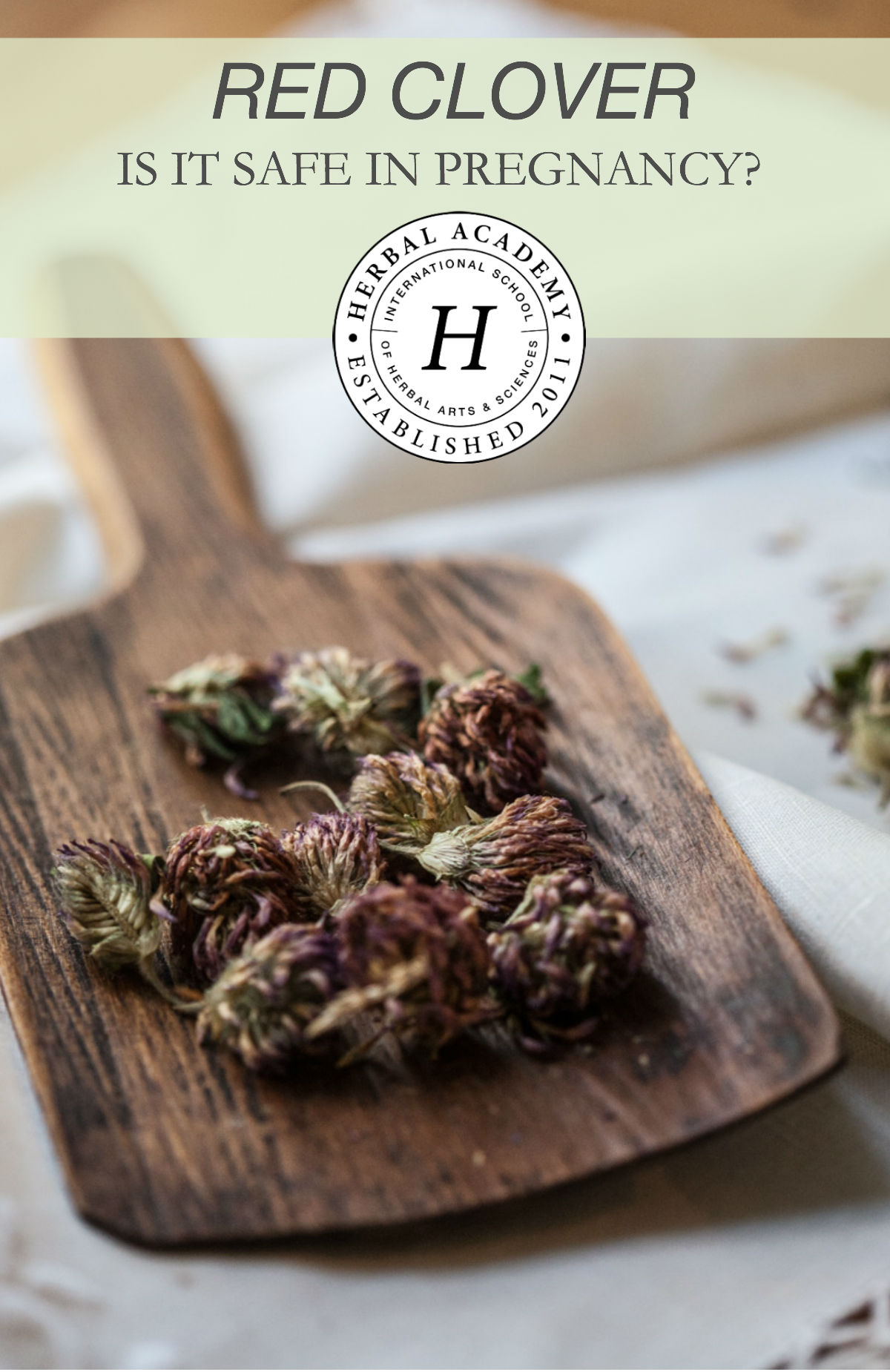 Is Red Clover Safe During Pregnancy And Breastfeeding? Herbal Academy