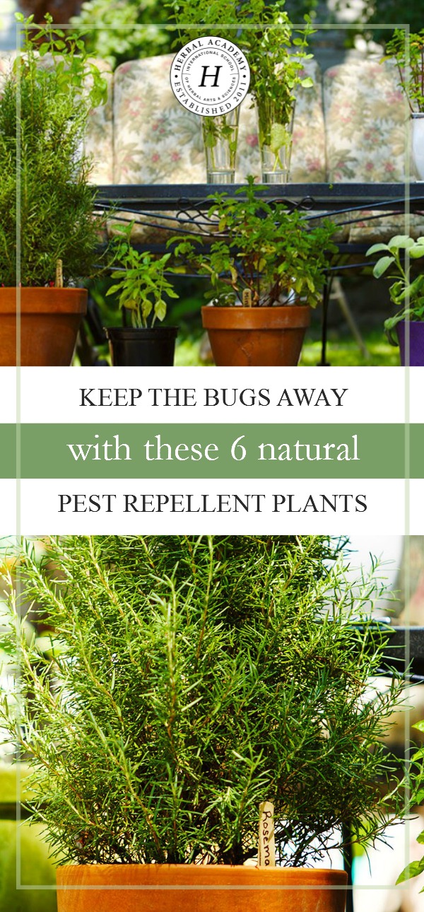 Keep The Bugs Away With These 6 Natural Pest Repellent Plants