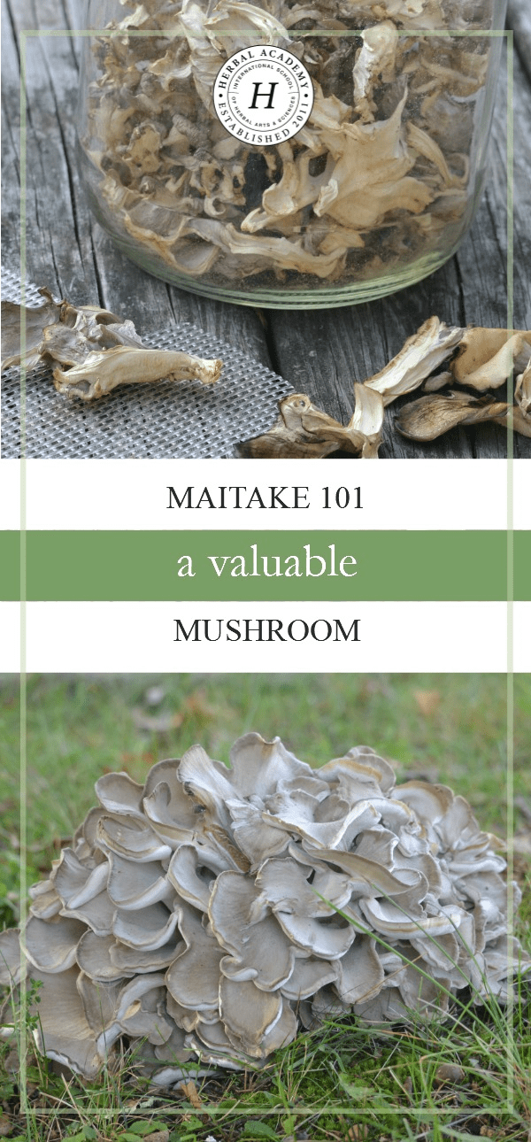 Maitake Mushrooms 101 A Valuable Mushroom
